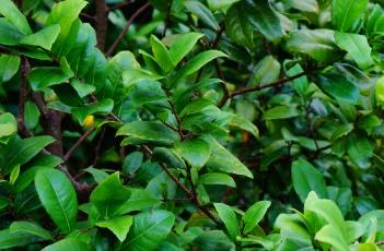 金莲木科 金莲木科