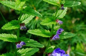 并头黄芩