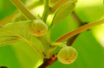 中华猕猴桃 中华猕猴桃