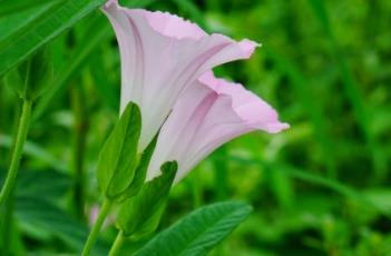 藤长苗（藤长苗和牵牛花的区别）