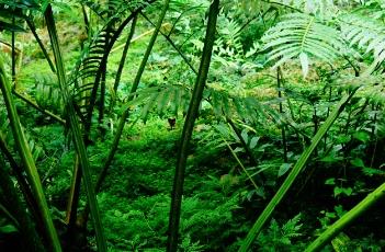 福建观音座莲 福建观音座莲是国家保护植物吗