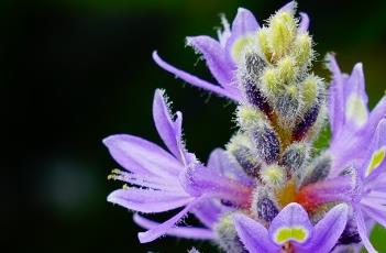 梭鱼草 梭鱼草花语