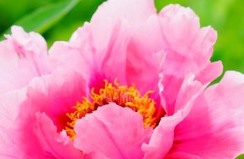 牡丹诗词 牡丹诗词