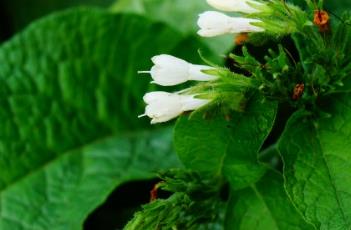 聚合草（聚合草图片）