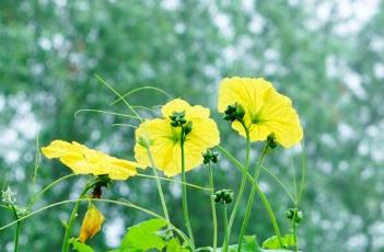 阳台种植丝瓜（阳台种植丝瓜的方法）