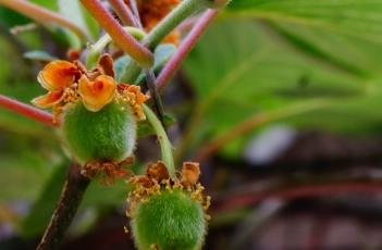 中华猕猴桃 中华猕猴桃