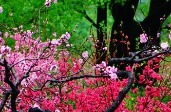 桃花诗词 桃花诗词