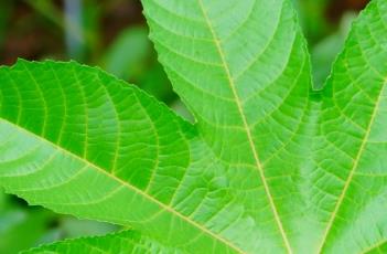 掌状脉序（掌状脉序图片）