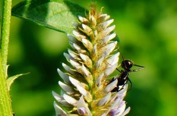 刺果甘草 刺果甘草与甘草区别