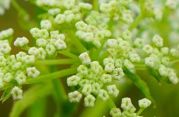 天山泽芹 天山泽芹