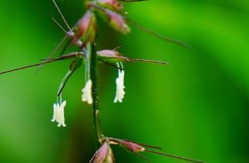 求米草 小米草种子怎样种植