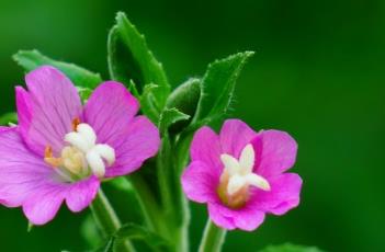 柳叶菜 柳叶菜心