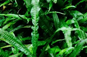 有翅星蕨（有翅星蕨的药用功效）