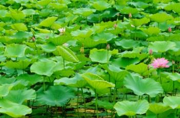 荷花诗词 荷花诗词38首