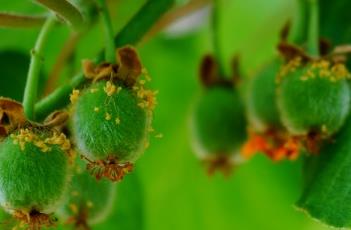 中华猕猴桃 中华猕猴桃