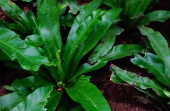 鸟巢蕨(鸟巢蕨的作用和好处)