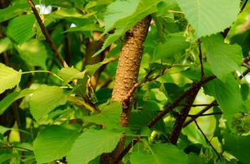 领春木科 领春木科植物有哪些图片