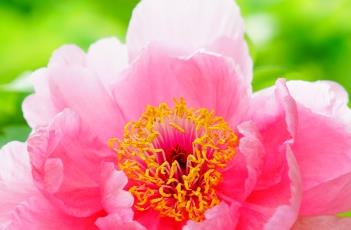 牡丹诗词 牡丹诗词