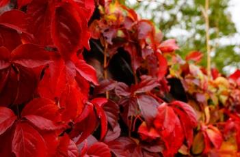 五叶地锦 五叶地锦