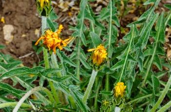 深裂蒲公英（多裂蒲公英功效与作用）