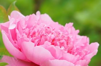 牡丹诗词 牡丹诗词