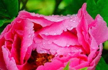 牡丹诗词 牡丹诗词