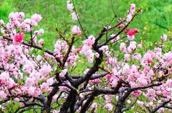 桃花诗词 桃花诗词