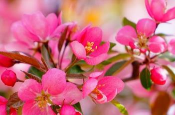 海棠花 海棠花