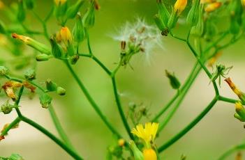 黄鹌菜（黄鹌菜的功效与作用及食用方法）