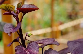 红薯叶(红薯叶图片)