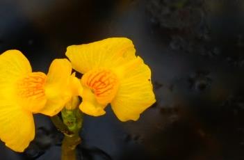 黄花狸藻（黄花狸藻图片）