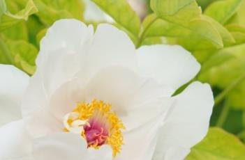 牡丹诗词 牡丹诗词