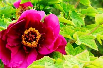 牡丹诗词 牡丹诗词