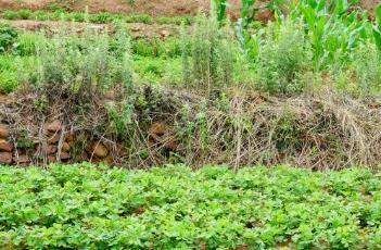 花生施肥时间及方法 种植花生施肥时间及方法