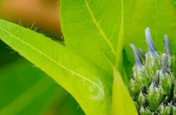 水甘草（柳叶水甘草）