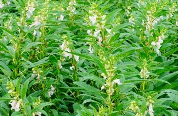 芝麻种植技术 芝麻种植技术