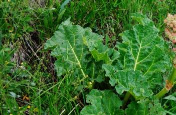 华北大黄 华北大黄