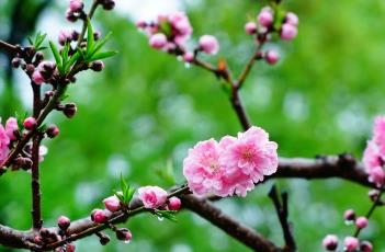 桃花诗词 桃花诗词