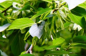 杜仲科 杜仲科的主要特征