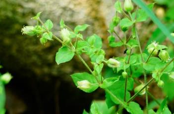 鹅肠菜（鹅肠菜长什么样子图片）