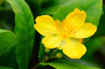 金莲木科 金莲木图片