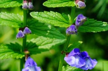 并头黄芩