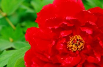 牡丹诗词 牡丹诗词