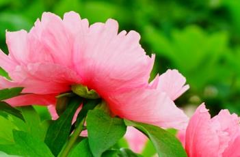 牡丹诗词 牡丹诗词