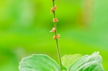 铁苋菜（铁苋菜的功效与作用及禁忌）