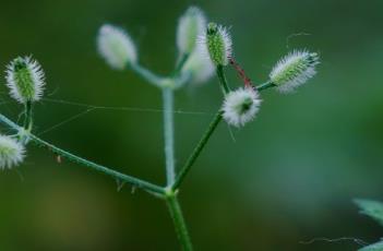 小窃衣 小窃衣可以吃吗