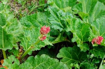 华北大黄 华北大黄