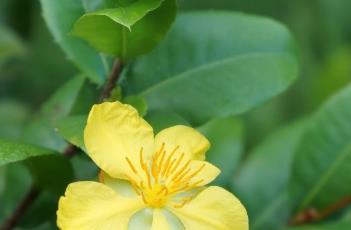 金莲木科 金莲木科