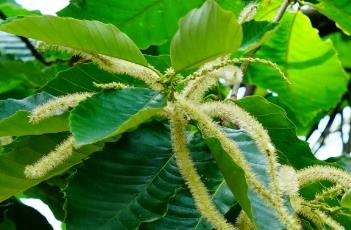 板栗的修剪方法 板栗怎样修剪