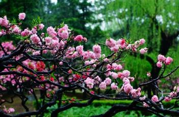 桃花诗词 桃花诗词